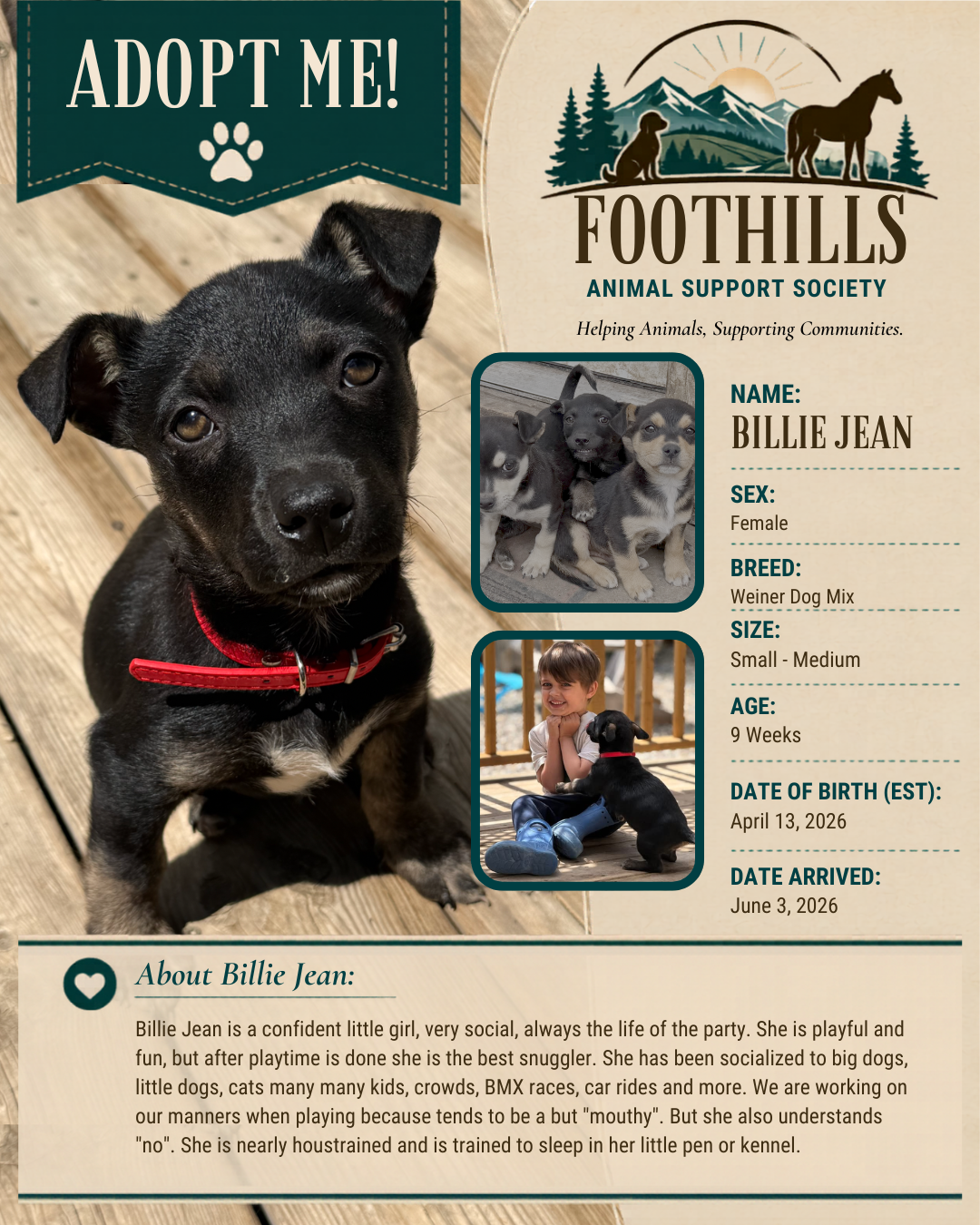 Billie Jean, Weiner Dog Mix puppy