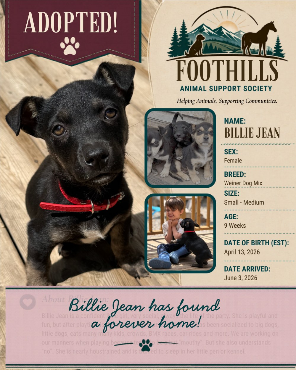 Billie Jean, a Weiner Dog Mix, has been adopted into a forever home