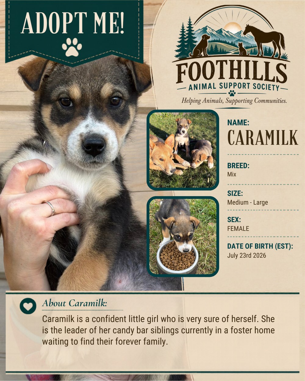 Caramilk — mixed breed female puppy, medium to large, available for adoption