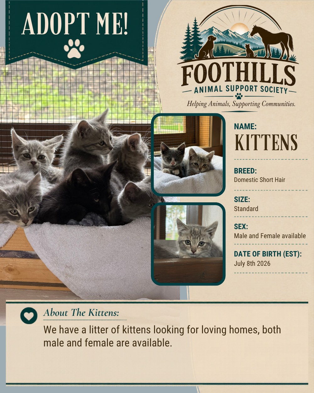 Kittens — Domestic Short Hair litter, male and female available for adoption