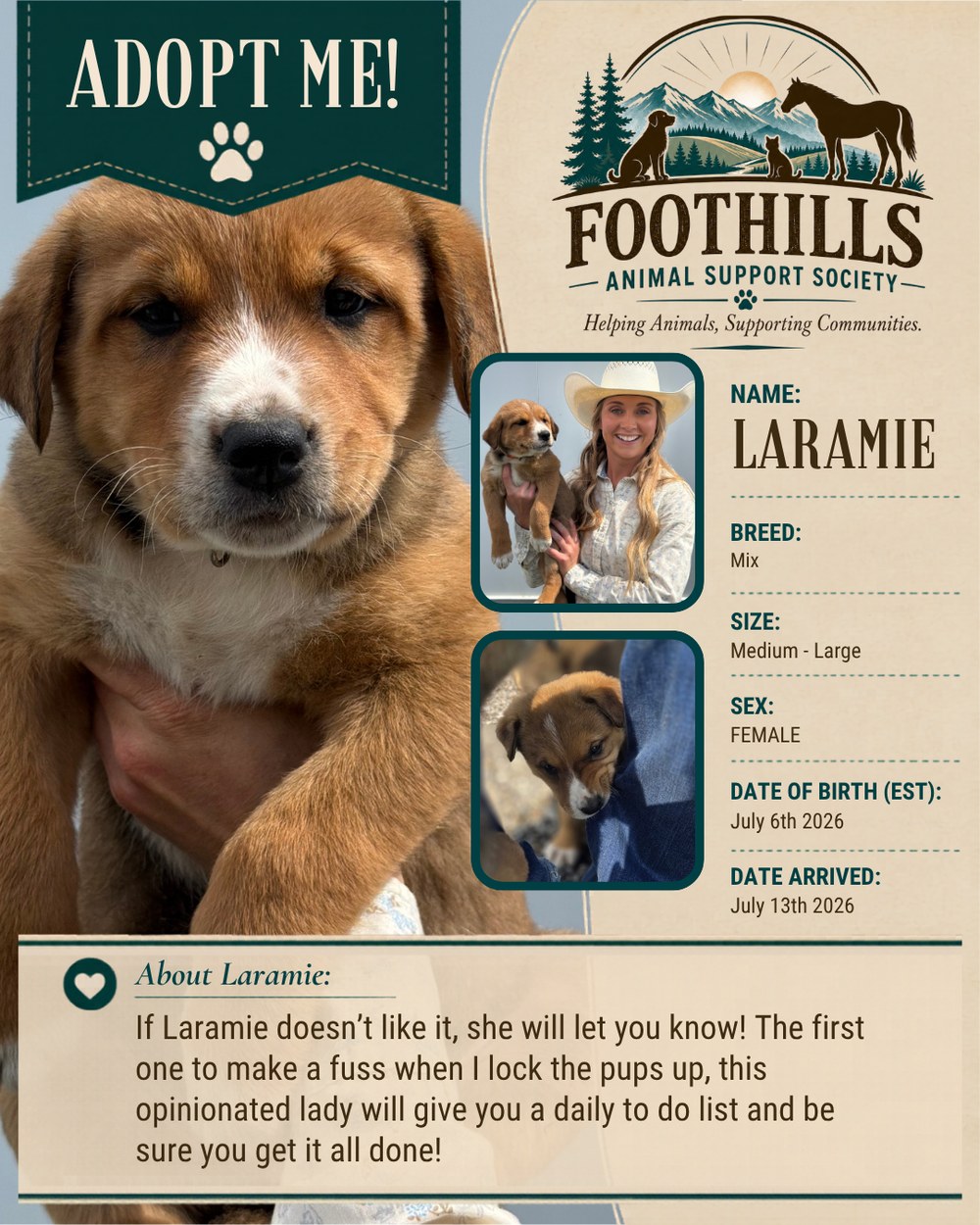 Laramie — mixed breed female puppy, medium to large, available for adoption