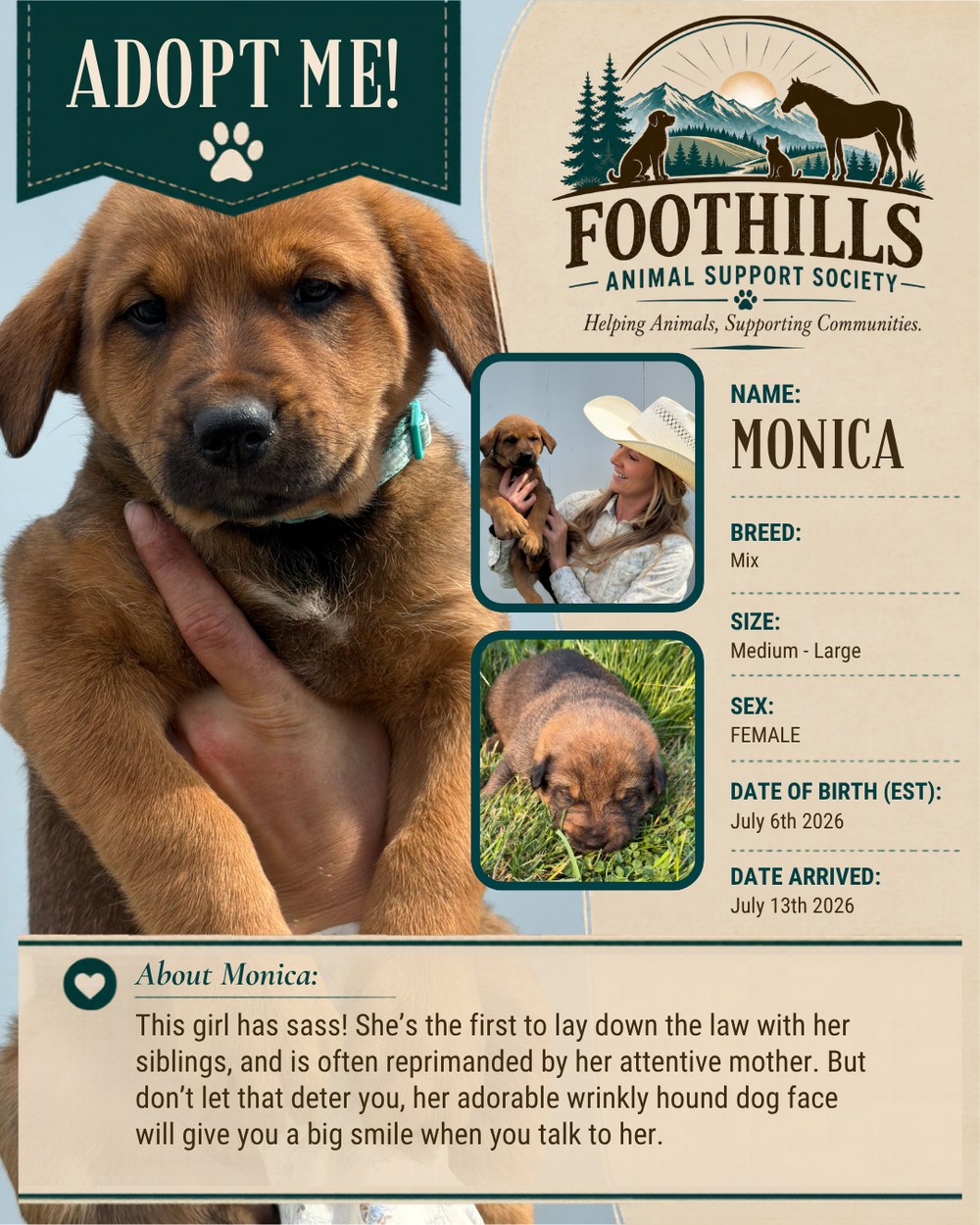 Monica — mixed breed female puppy, medium to large, available for adoption