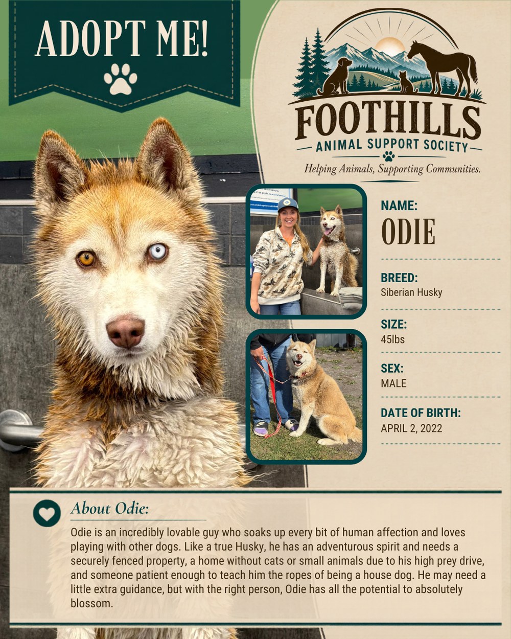 Odie — Siberian Husky male dog, 45 lbs, available for adoption