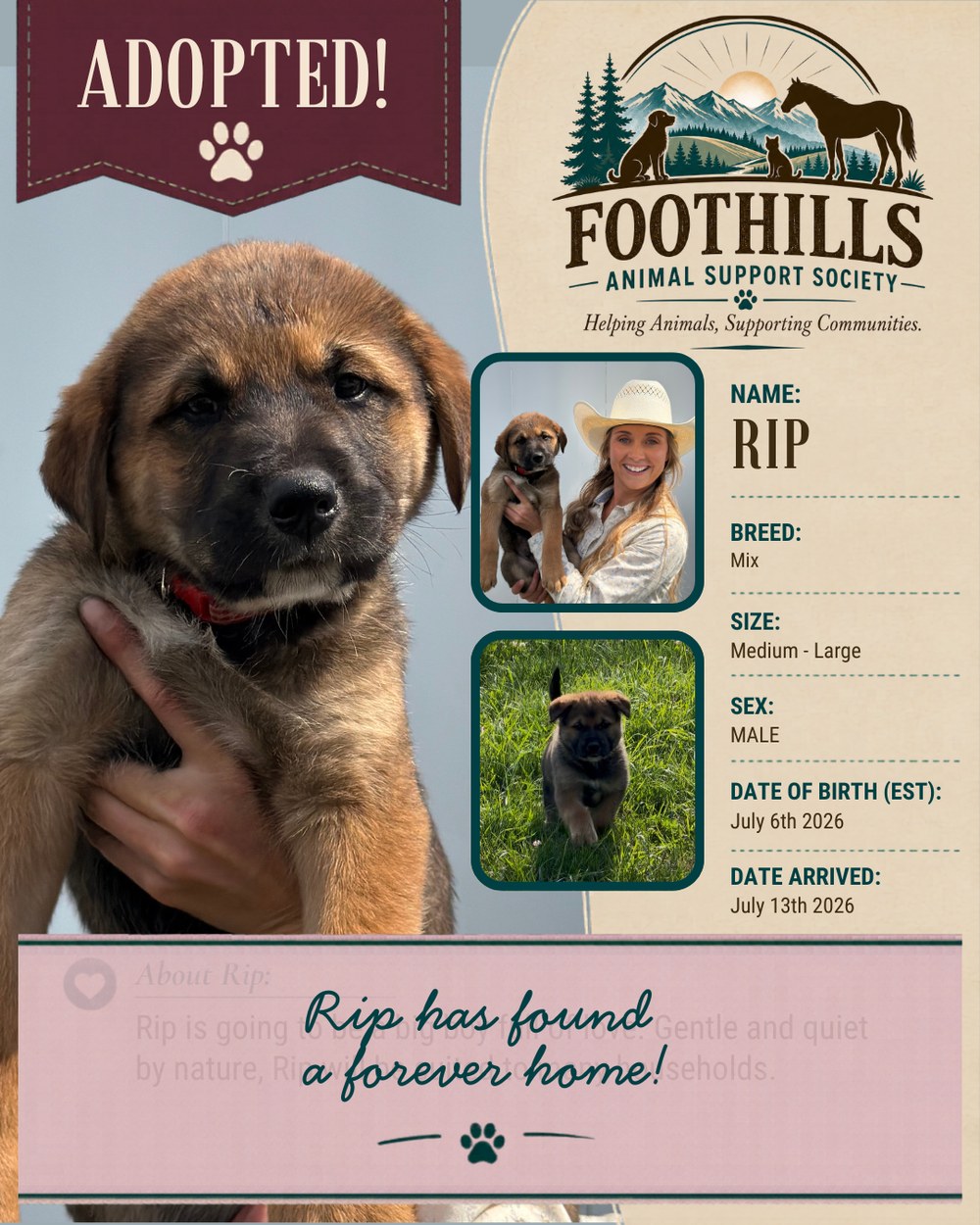 Rip has been adopted into a forever home