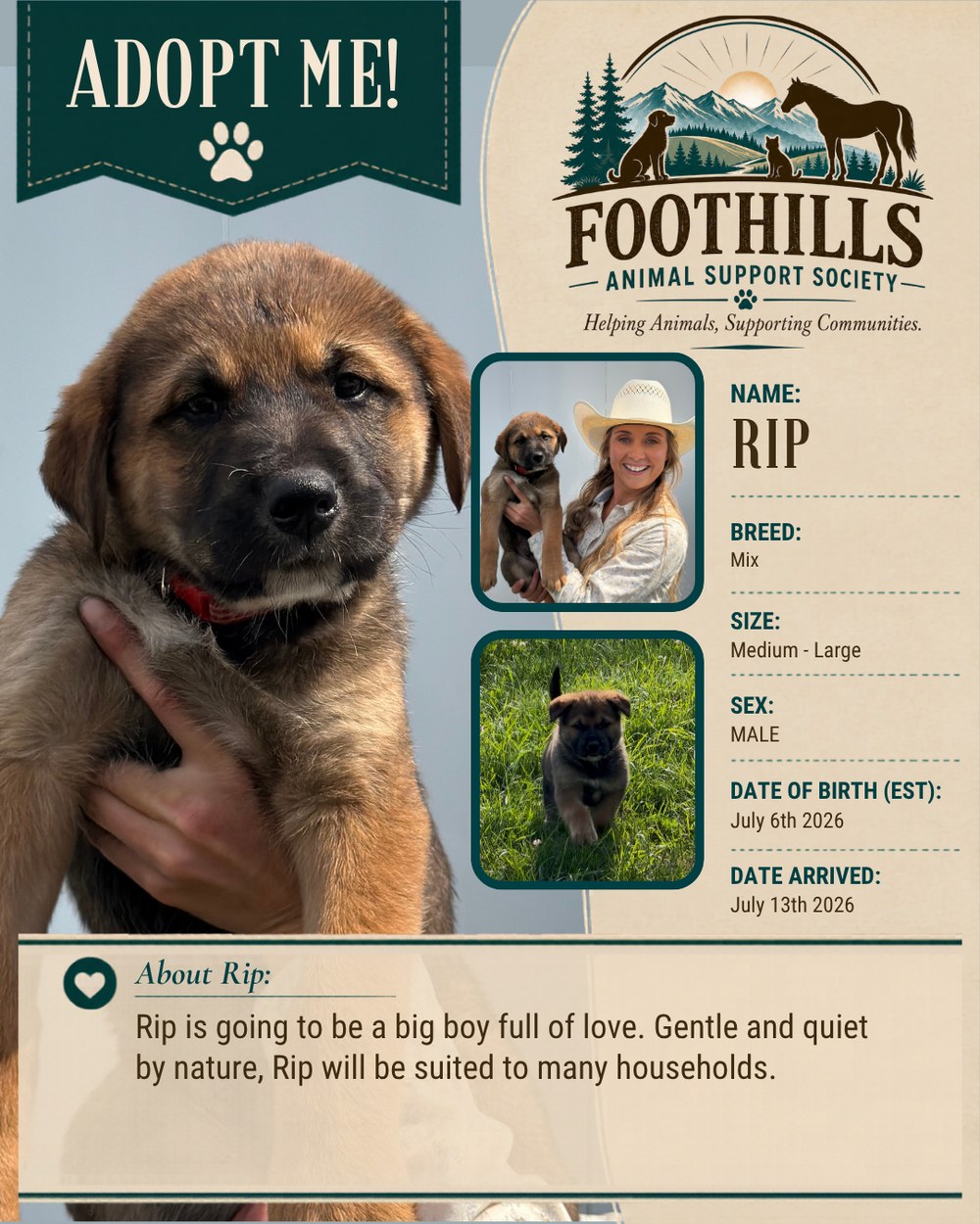 Rip — mixed breed male puppy, medium to large, available for adoption