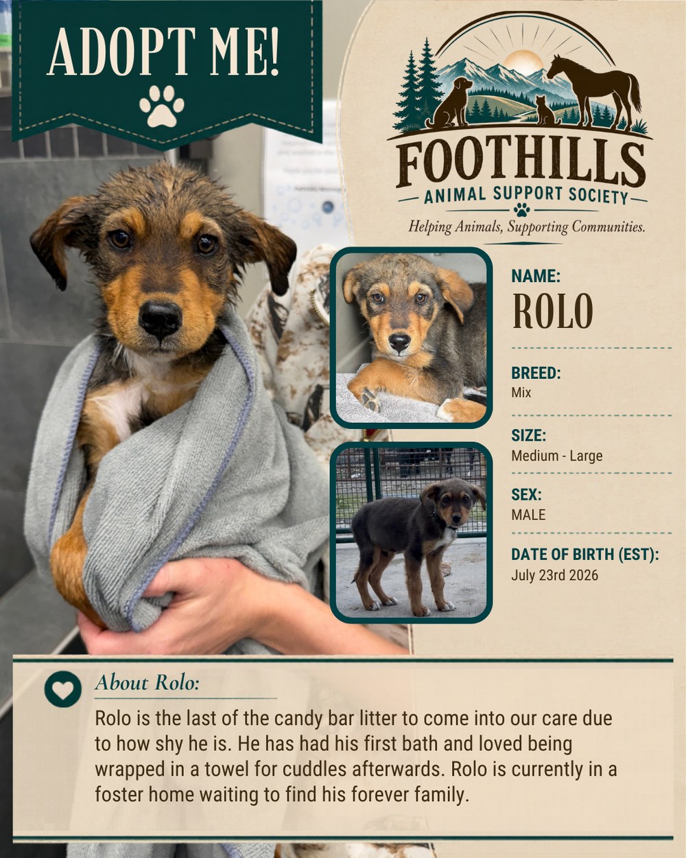 Rolo — mixed breed male puppy, medium to large, available for adoption