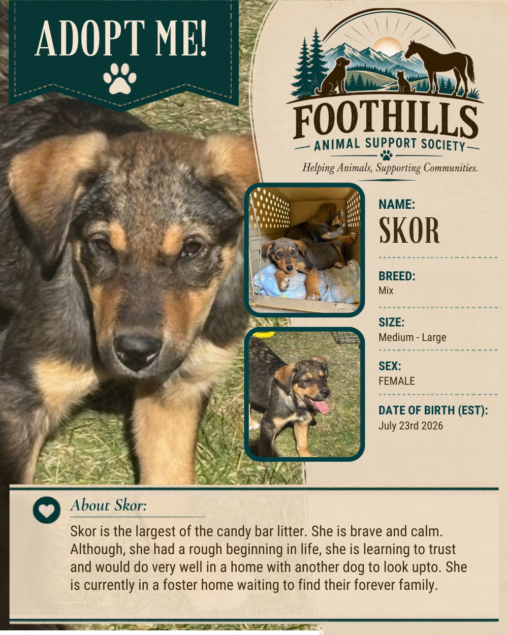 Skor — mixed breed female puppy, medium to large, available for adoption
