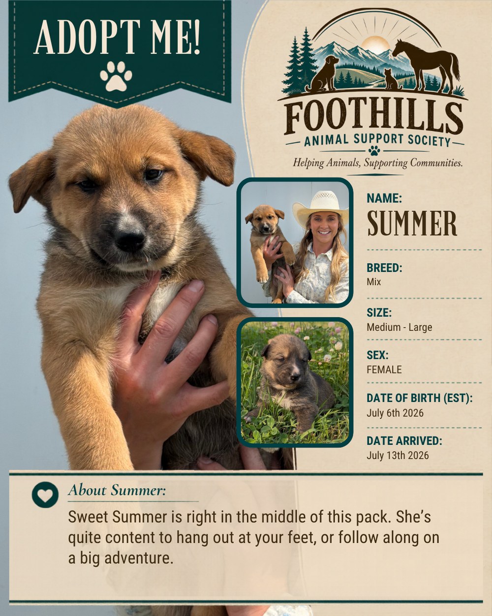 Summer — mixed breed female puppy, medium to large, available for adoption