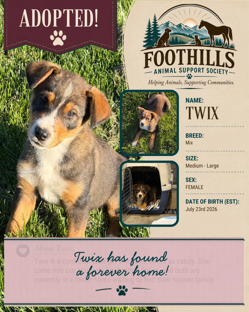 Twix has been adopted into a forever home