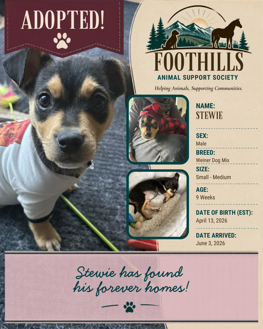 Stewie, an adopted Weiner Dog Mix